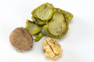 Taze Maraş Cevizi Yaş Ceviz 1 kg (Yeşil Kabuksuz)